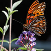 Monarch On Butterfly Bush Poster