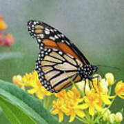 Monarch On Yellow Poster
