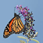 Monarch Orange And Blue Poster