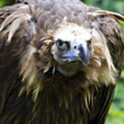 Monk Vulture 3 Poster