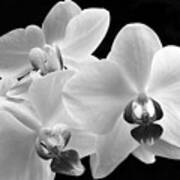 Monochrome Orchid Poster