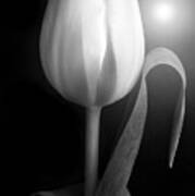 Monochrome Tulip Portrait Poster