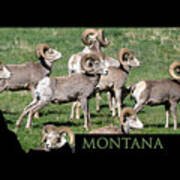 Montana -bighorn Rams Poster