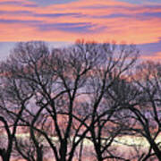 Montana Sunrise Tree Silhouette Poster