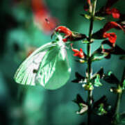 Moonlight Butterfly Poster