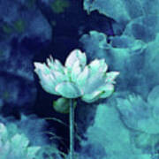 Moonlight Water Lily Poster