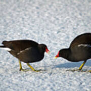 Moorhens On The Ice And Snow Poster