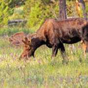 Moose Bull Grazes At Dawn Poster