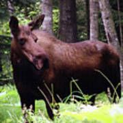 Moose Encounter Homer Alaska Poster