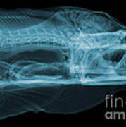 Moray Eel, Gymnothorax Funebris, X-ray Poster