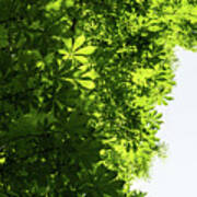 More Than Fifty Shades Of Green - Sunlit Chestnut Leaves Patterns - Vertical Left Two Poster