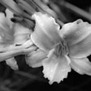 Morning Dew On Lilies Poster