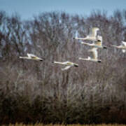 Morning Flight Of Tundra Swan Poster