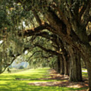 Morning Under The Mossy Oaks Poster