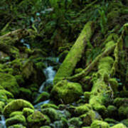 Mossy Stream Bed Poster