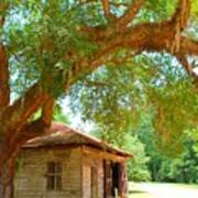 Mossy Tree In Natchez Poster