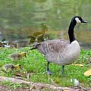 Mother Goose And Goslings Poster