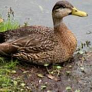 Mottled Duck Poster