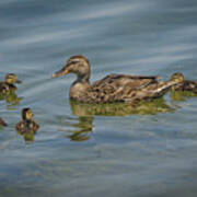 Mottled Duck With Ducklings Poster