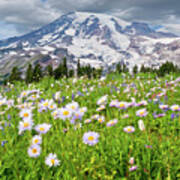 Mount Rainier And A Meadow Of Aster Poster