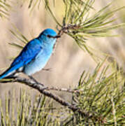 Mountain Bluebird In A Pine Poster
