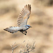 Scrub Jay In Flight Poster