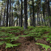 Mountain Forest Landscape Poster