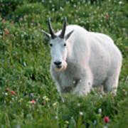 Mountain Goat And Wildflowers Poster