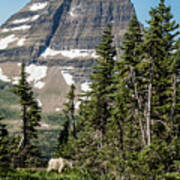 Mountain Goat On Hidden Lake Trail Poster