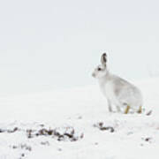 Mountain Hare Side On Poster