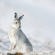 Mountain Hare Sitting In Snow Poster