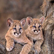 Mountain Lion Cubs Felis Concolor Captive Poster