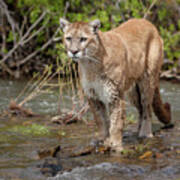 Mountain Lion In Stream Poster