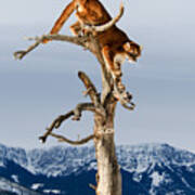 Mountain Lion In Tree Poster