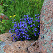 Mountain Wildflowers Poster