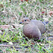 Mourning Dove 000 Poster