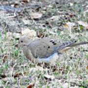 Mourning Dove Poster