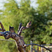 Mourning Dove In Old Tree Poster