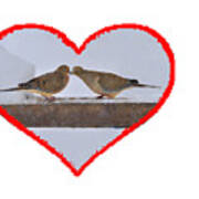 Mourning Doves Kissing Poster