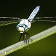 Mr Blue-eyed Dragonfly Poster