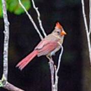 Female Cardinal Poster