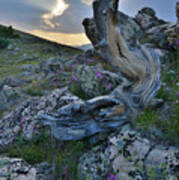 Mt. Goliath Bristlecone Pine At Sunset Poster
