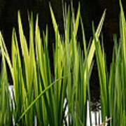 Mug - Spring Reeds Poster