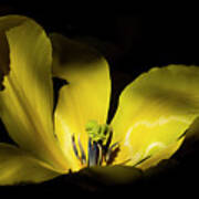 Mug - Yellow Tulip Poster