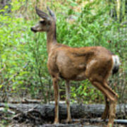 Mule Deer Doe - Yosemite Poster