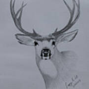 Mule Deer Iii Poster