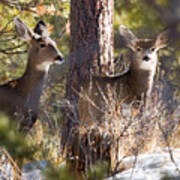 Mule Deer In The Pike National Forest In Winter Poster