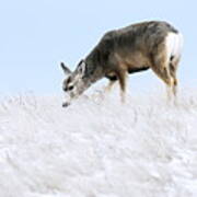 Mule Deer In The Snow Poster