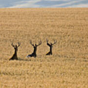 Mule Deer In Wheat Field Poster