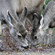 Mule Deers In Jasper National Park Poster